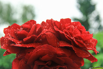 A red rose is a symbol of love. Valentine's day. A flower with dew drops on its petals.