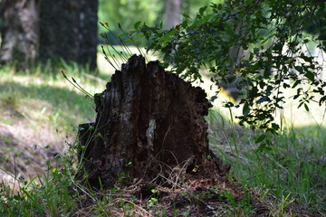 árboles y troncos