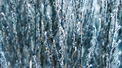 Dry grass covered with fragile hoarfrost in cold winter day.