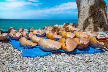 Natural background where large seashells lie on a blue blanket on the shells beach and behind them is the sea. Local people sell them as a souvenir to tourists.