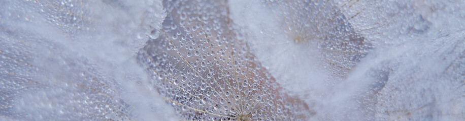 Beautiful dew drops on a dandelion seed macro.