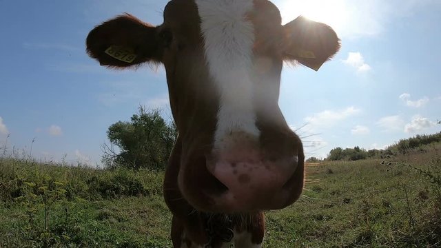 Muzzle of a curious funny calf licking the camera with his tongue