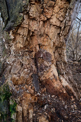 tree bark close-up. old tree