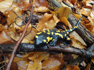 Feuersalamander im Spätherbst