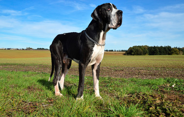 Great Dane Dog Photos Royalty Free Images Graphics Vectors