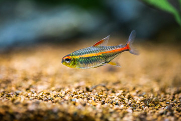 tetra growlight (Hemigrammus Erythrozonus) in a fish tank