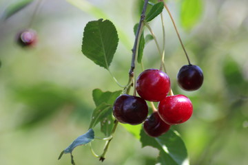 cherries on tree