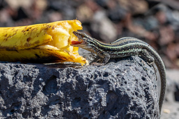 La Palma wall lizards (gallotia galloti palmae) eating discarded banana on volcanic rock. The male lizard has light blue coloring under neck. La Palma Island, Canaries, Spain