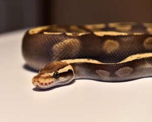 serpiente