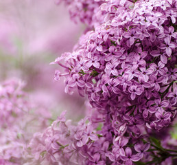 Fototapeta premium Beautiful purple lilac flowers. Macro photo of lilac spring flowers.