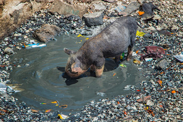 A small pig or piglet is bathed in a dirty pool on Fadiouth Island in Senegal, Africa. There is...