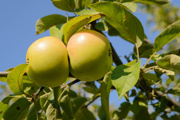 Two green apples on a tree on a sunny day against the sky