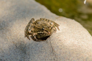 The frog sits on a stone basking in the sun