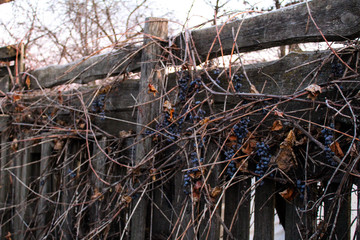 dry grapes on a vine in autumn 