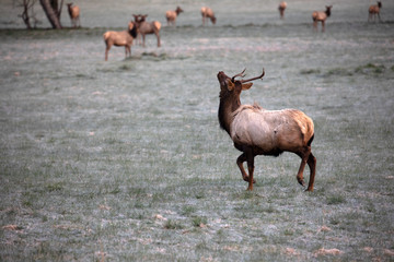 Elk - Great Smoky Mountains National Park