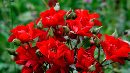 Bouquet of red roses in the garden in spring and summer. bright rose petals