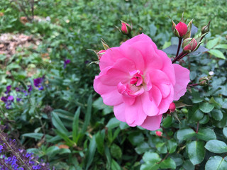 Bouquet of pink rose and buds in the garden in spring and summer. bright rose petals
