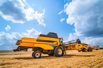 Obraz premium Combine harvester in action on wheat field. Harvesting is the process of gathering a ripe crop from the fields.