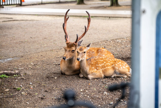 Couple of deer in Nara park Japan