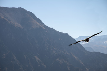 A condor flying high over colca canyon
