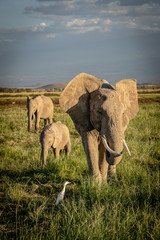 Obraz na płótnie Canvas elephants in kenya