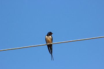 swallow on wire