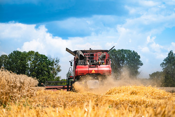 Obraz premium Combine harvester at work harvesting a field of wheat. Harvesting ripe crop from the fields.