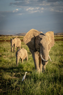 elephants in kenya