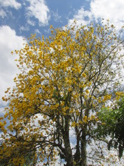 albol guayacan amarillo quindio