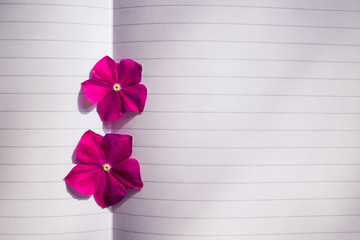 Empty piece of paper with two pink flowers. Valentines day concept