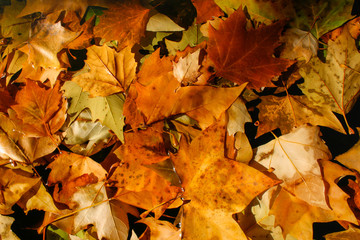 Fallen tree leaves on a puddle of water during the fall and wet forming a beautiful autumn background