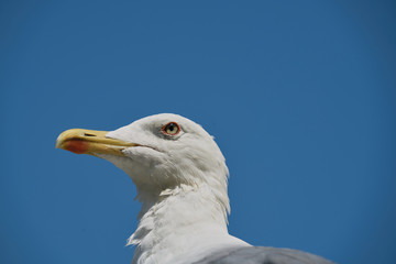 White Gull looks at the blue sky as she waits.Image taken in Venice (Italy)