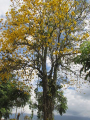 arbol guayacan amarillo quindio