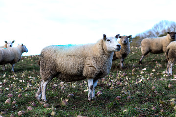 Obraz premium Sheep in a field