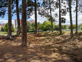 Small urban forest with a few trees. Residential buildings can be seen right behind the woods.