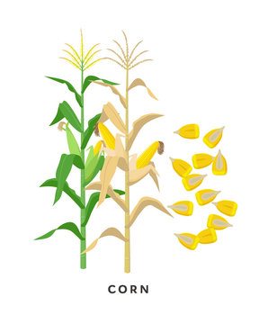 Maize plant and corn cereal grains - vector botanical illustration in flat design isolated on white background.