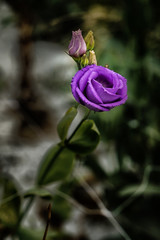Beautiful purple Lisianthus flower growing in a flower garden.