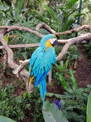 blue and yellow macaw