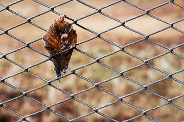last leaf