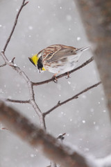 ミヤマホオジロ