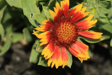 blanket flower