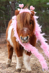 Valentines miniature horse