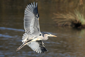 Grey Heron In Flight