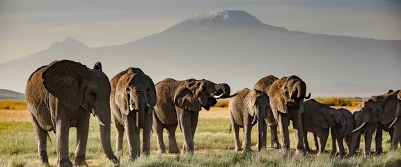 Papier Peint photo Kilimandjaro éléphants devant le Kilimandjaro