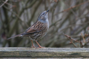 Dunnock