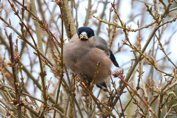 Bullfinch
