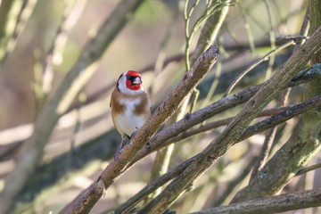 Goldfinch