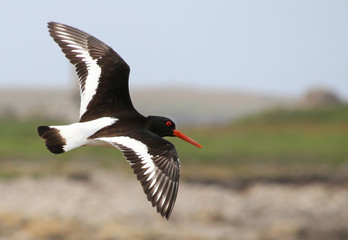 Oyster Catcher