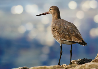 Black Tailed Godwit