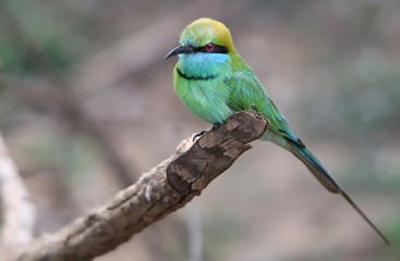 Green Bee Eater